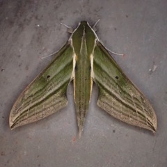 Xylophanes mariae