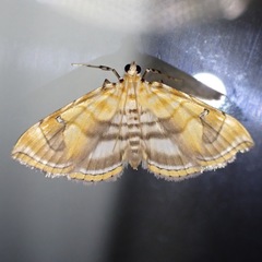 Musotiminae