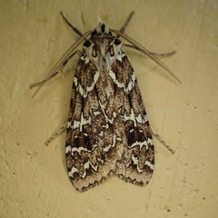 Pseudohemihyalea utica