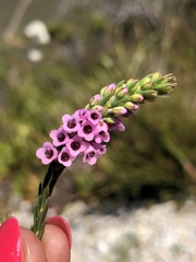 Erica pulchella