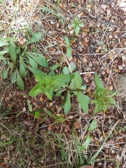 Gentianella patula