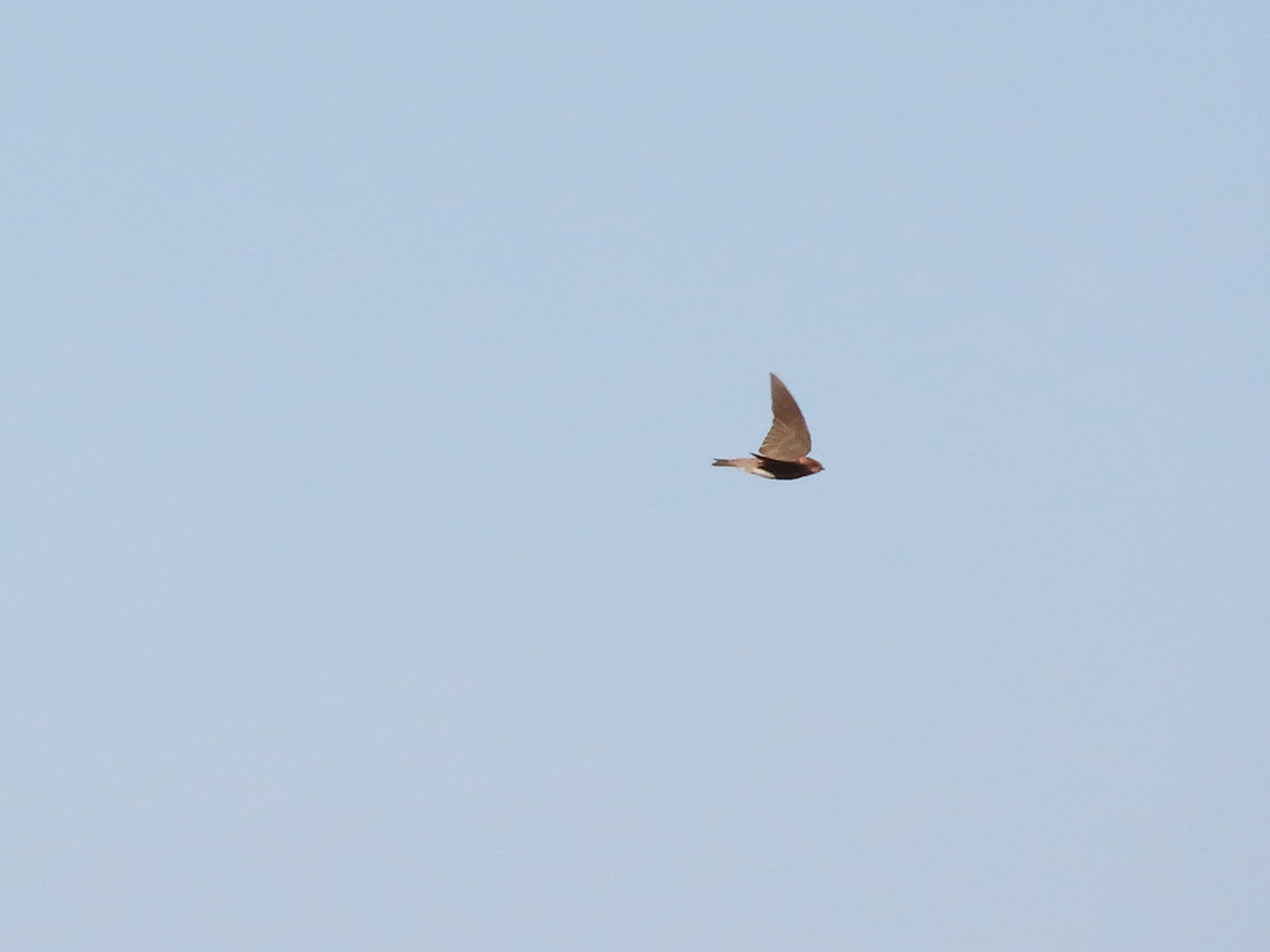 Tawny-headed Swallow (Alopochelidon fucata), photo 8