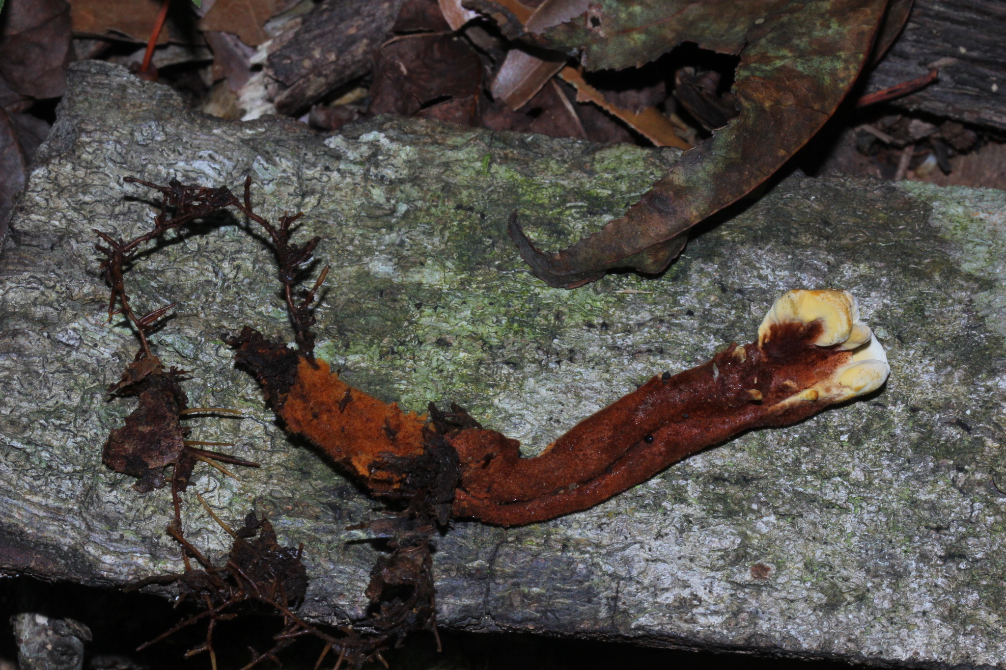 Hymenochaete image
