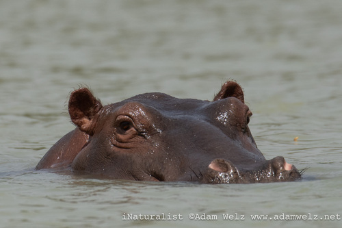 Common Hippopotamus