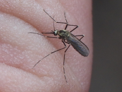 American rock pool mosquito photo 3