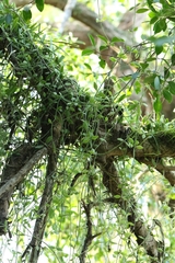 author not stated, no rights reserved Dischidia chinensis, photograph author not stated, no rights reserved