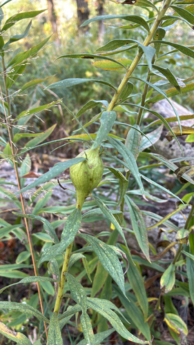 Unknown species found near Highland Park, IL, US
