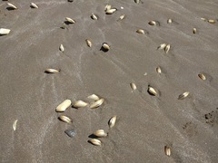 Amarilladesma mactroides