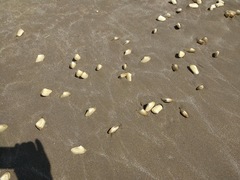 Amarilladesma mactroides