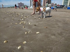 Amarilladesma mactroides