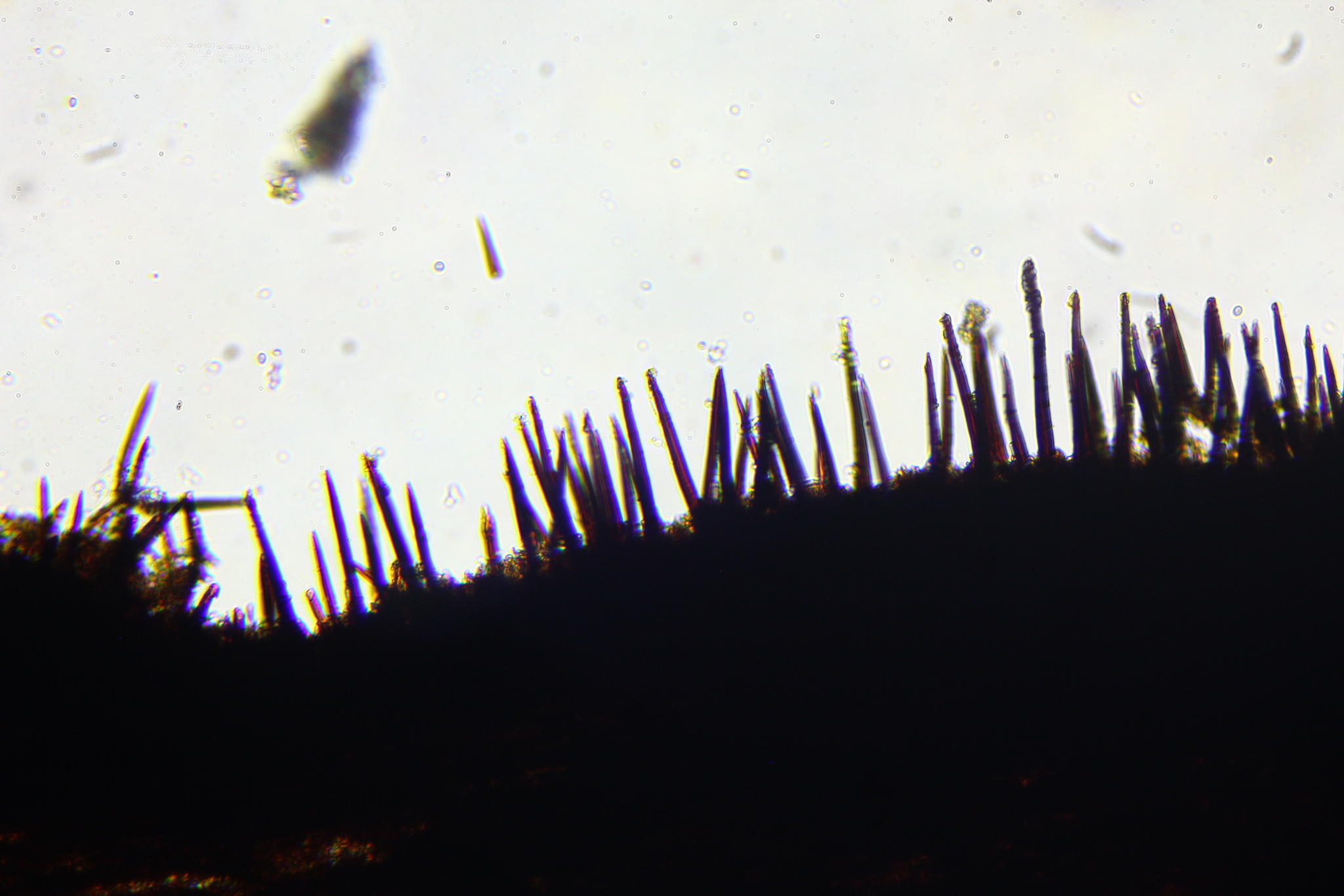 Hymenochaete damicornis image