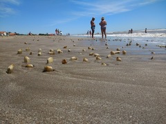 Amarilladesma mactroides