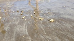 Amarilladesma mactroides