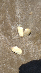 Amarilladesma mactroides