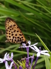 Pardopsis punctatissima