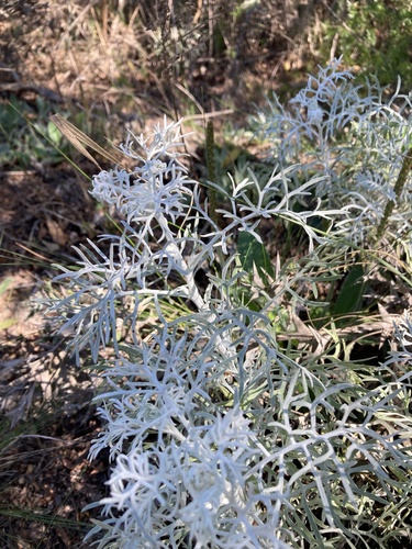 Senecio vira-vira, photograph 3