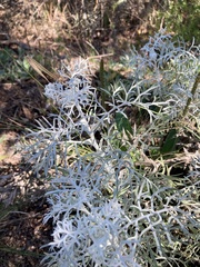Senecio vira-vira, photograph (c) Martin Coronel Varela, some rights reserved (CC BY)