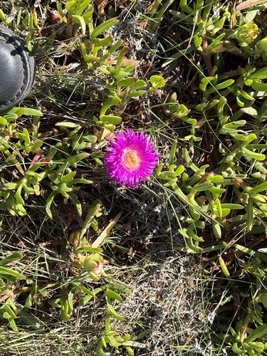 Lime Sourfig (Carpobrotus muirii)