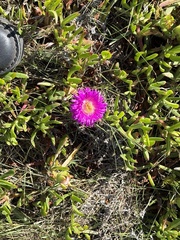 Carpobrotus muirii, photograph (c) Christina, some rights reserved (CC BY)