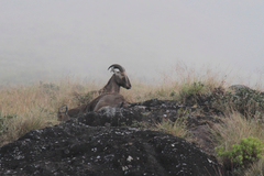 Nilgiritragus hylocrius