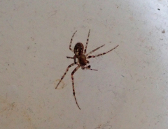 Zygiellinae