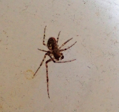 Zygiellinae