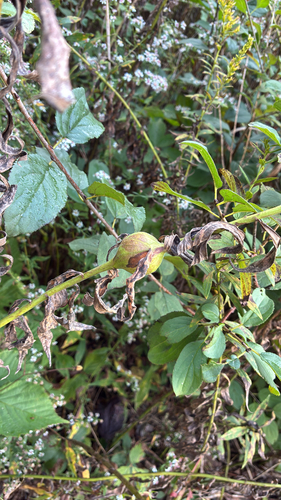 Unknown species found near Highland Park, IL, US