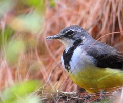 Motacilla flaviventris