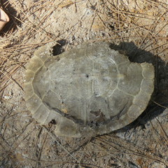 Chelidae