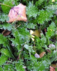 Carduus pycnocephalus