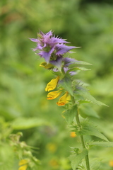 Melampyrum nemorosum