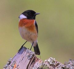 Saxicola torquatus