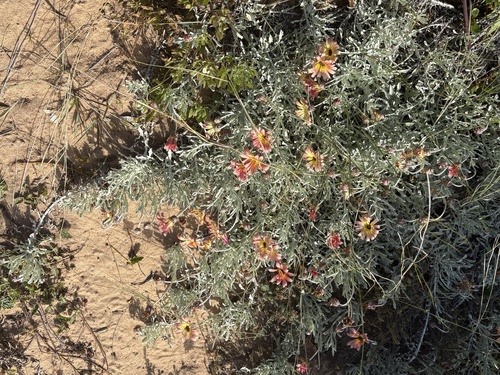 Garden African Daisy (Arctotis ×)