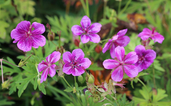 Geranium soboliferum