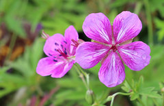 Geranium soboliferum