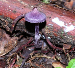 Cortinarius bibulus