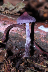 Cortinarius bibulus
