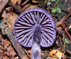 Cortinarius bibulus