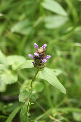 Prunella vulgaris