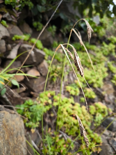 Carex scita iNat (3)