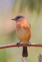 Saxicola torquatus