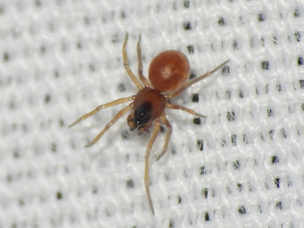 Ceraticelus fissiceps