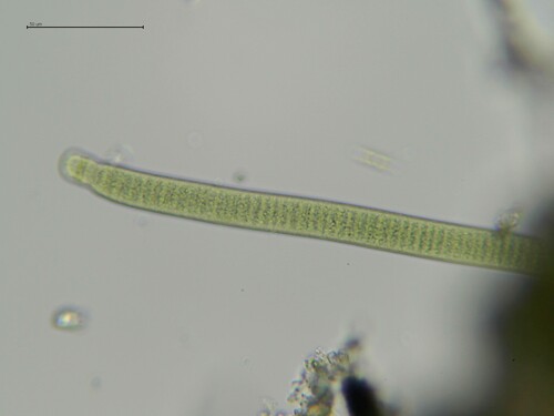 Oscillatoria anguina observed 2025-09-30