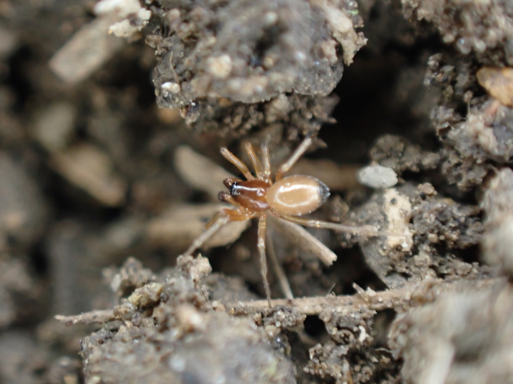 Tmeticus vulcanicus