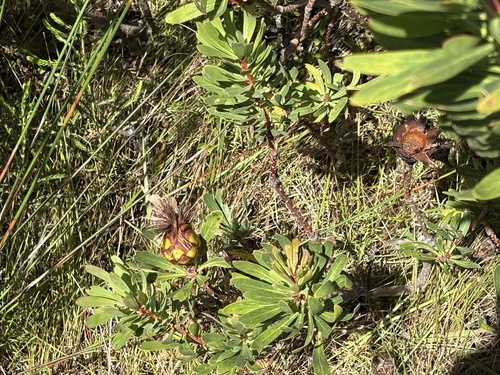 Lanceleaf Sugarbush (Protea lanceolata)