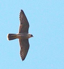 Falco peregrinus radama
