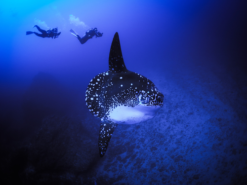 Bump-head Mola — seen at this dive site