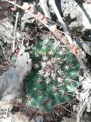 Mammillaria rhodantha fera-rubra