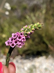 Erica pulchella