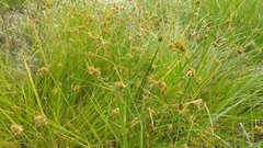 Carex unilateralis